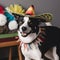 Adorable pet dog with mexican sombrero hat. Cinco De Mayo fashion