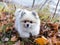Adorable petite tricolour Pomeranian dog lying down in dry leaves in the Fall
