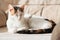 Adorable pets. Cute tricolor kitten, the cat sleeps on a chair in the sun. Rest, relaxation. Maintenance and care of cats