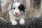 Adorable photo of amazing cute tricolor blue merle border collie puppy in a basket with hay