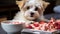 a adorable photo of australian shepherd puppy having food