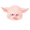 Adorable pig character is angry. Cute little piglet face isolated on white background. Pig emotion collection. Vector