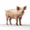 Adorable Pig In Realistic Renderings: Uhd Image For Commercial Use