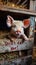 Adorable piglet with big ears pleading for compassion holding a rustic sign with the message Dont eat me!, promoting animal