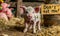 Adorable piglet with big ears pleading for compassion holding a rustic sign with the message Dont eat me!, promoting animal