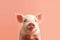 Adorable Piglet: Minimalist Cuteness"..Adorable Piglet: Minimalist Cuteness"..