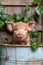 Adorable Piglet Peeking Out from Rustic Metal Bucket Amongst Green Foliage on Wooden Background