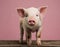 Adorable piglet standing against a pink background in studio setting