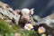 Adorable piglet strolling through beautiful alpine meadows surrounded by stunning nature