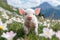 Adorable piglet strolling through picturesque alpine meadows surrounded by stunning nature