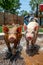 Adorable Piglets Running Towards Camera in a Splash of Water on Sunny Day