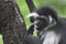 Adorable Pink Tongue Sticking Out on a Colobus Monkey