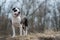 Adorable pitbull terrier in the park