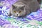 Adorable playful cat is about to attack, a pet on a purple background