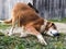 Adorable playful domestic dog, mans best friend in grassy garden during day. Cute pet leisure fun. Mammal animal head and face