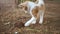 Adorable playful yellow kitten is playing with palm tree trunk part in the park