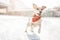 Adorable playing funny dog jumping on snow. big flying ears. Enjoying winter outside walk