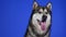 Adorable plush Alaskan Malamute posing in the studio on a blue background. The animal looks at the camera, sticking out