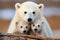 Adorable Polar Bear with Cubs. A Heartwarming Arctic Family Moment Captured in the Wild