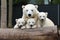 Adorable Polar Bear with Cubs. A Heartwarming Arctic Family Moment Captured in the Wild