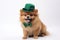 Adorable Pomeranian Dog Dressed in St. Patrick's Day Green Hat and Bowtie - Generative AI