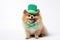 Adorable Pomeranian Dog Dressed in St. Patrick's Day Green Hat and Bowtie - Generative AI