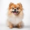 Adorable Pomeranian Dog In High-key Lighting: A Captivating Portrait