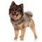 Adorable pomeranian with necklace standing and panting