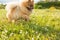 Adorable Pomeranian Spitz in flowers. Backlight. Roamntic mood beautiful pet