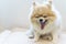 Adorable Pomeranian yawning, a little tired of playing.