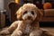Adorable poodle dog lounges on the carpet, cute home companion