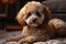 Adorable poodle dog lounges on the carpet, cute home companion