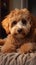 Adorable poodle dog lounges on the carpet, cute home companion