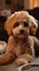 Adorable poodle dog lounges on the carpet, cute home companion