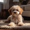 Adorable poodle dog lounges on the carpet, cute home companion