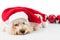 Adorable poodle dog in santa costume posing with Christmas ornam