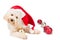 Adorable poodle dog in santa costume posing with Christmas ornam
