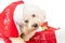 Adorable poodle dog in santa costume posing with Christmas ornam