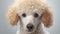 Adorable Poodle Dog on White Background AI Generated