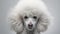 Adorable Poodle Dog on White Background AI Generated