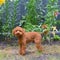 Adorable poodle puppy in the garden