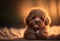 Adorable poodle puppy portrait. Warm lights as background.