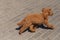 Adorable poodle is walking on the street