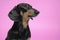 Adorable portrait of amazing healthy and happy adult black and tan dachshund  on the pink background