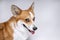 Adorable portrait of amazing healthy and happy adult welsh corgi pembroke portrait on a white background