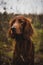 Adorable portrait of amazing healthy old irish setter male in the quarry