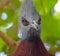 Adorable portrait of a crowned pigeon on the blurred background in Denmark