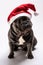Adorable portrait of a french bulldog wearing a Santa Claus hat looking to the right. Studio shot well lighted from the