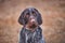 Adorable portrait of shorthaired pointer dog.