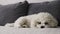 Adorable portrait of a sleepy lying Bichon Frise dog on a bed